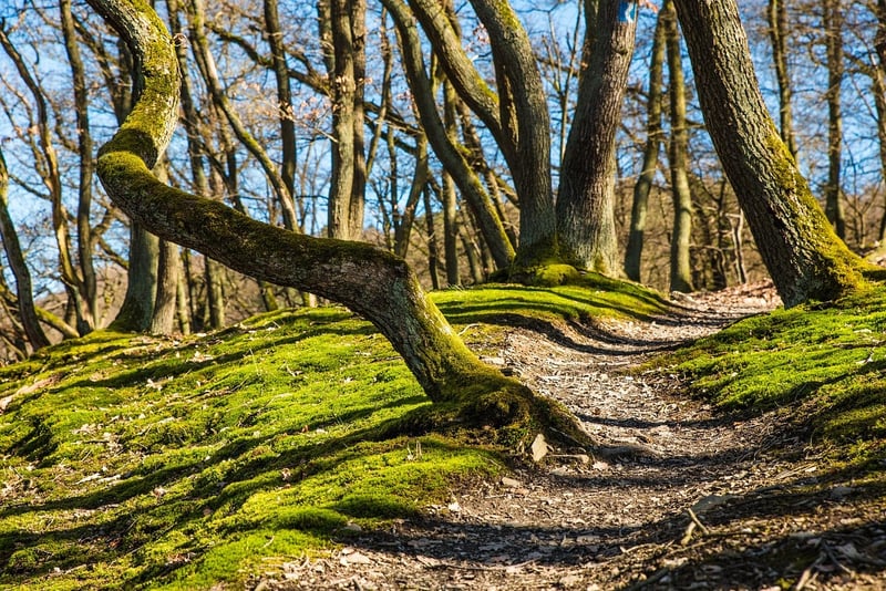 Mindful Hiking Trails
